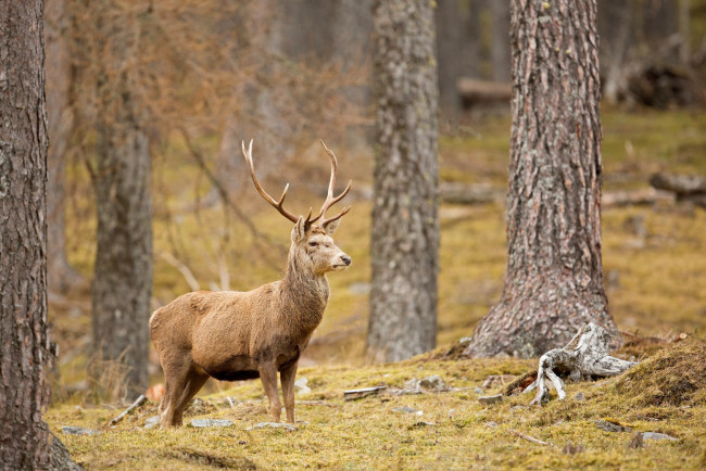 Обои картинки фото животные, олени, поза, красавец, рога, осень, лес