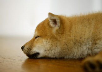 Картинка животные собаки отдых сон рыжий щенок