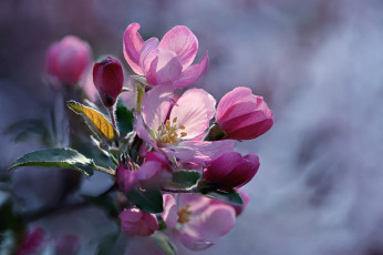 Картинка цветы цветущие+деревья+ +кустарники бутоны яблоня весна макро ветка боке