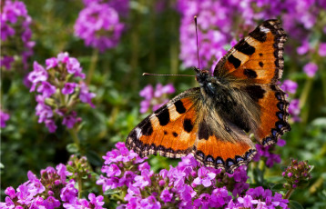 Картинка животные бабочки +мотыльки +моли лето цветы крылья насекомое бабочка