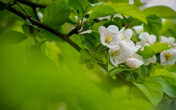Картинка цветы цветущие+деревья+ +кустарники дерево яблоня весна цвететение