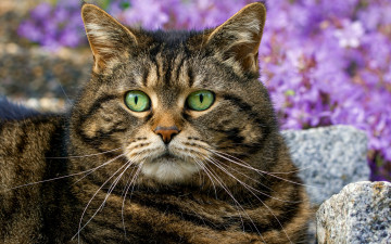 Картинка животные коты красавец усы глаза портрет кот