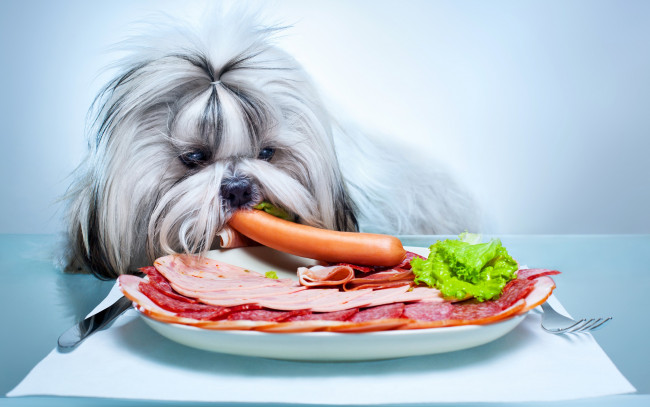 Обои картинки фото животные, собаки, dog, ham, sausage, ветчина, сосиска, собака