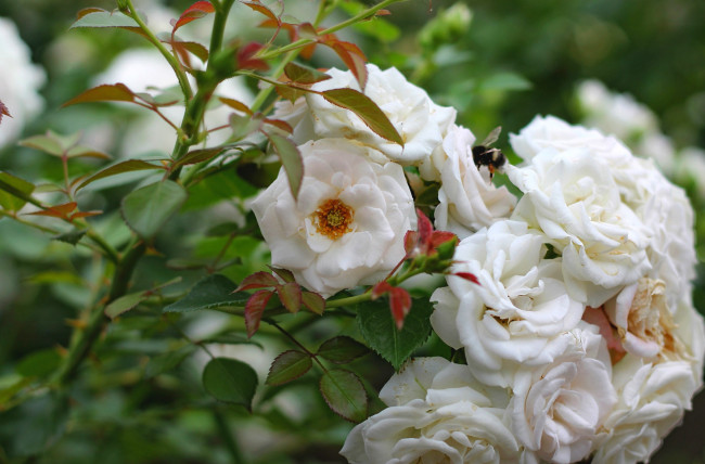 Обои картинки фото цветы, розы, шмель, куст, белые