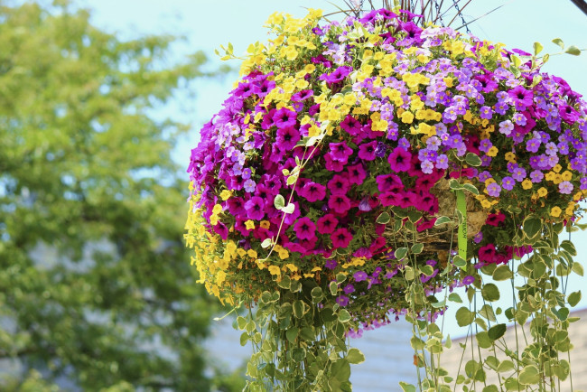 Обои картинки фото цветы, петунии,  калибрахоа, вазон, разноцветные