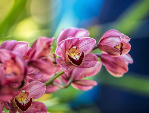 Картинка цветы орхидеи цветение орхидея цвет лепестки