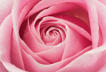 Картинка цветы розы розовый лепестки роза