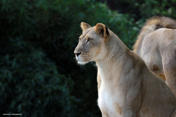 Картинка животные львы животное дама окрас львица шерсть