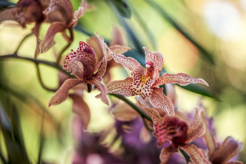 Картинка цветы орхидеи цвет цветение орхидея