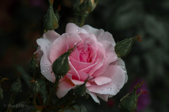 Картинка цветы розы бутоны розовый капли роза
