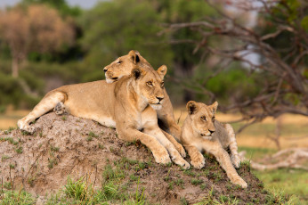 Картинка животные львы львица окрас шерсть хвост отдых
