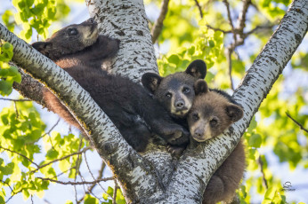 Картинка животные медведи медвежата трио дерево малыши