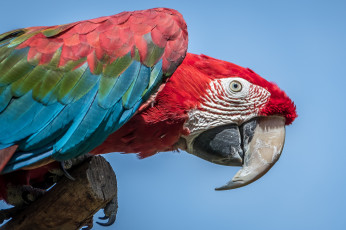 Картинка животные попугаи окрас попугай перья клюв