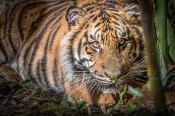 Картинка животные тигры шерсть окрас хищник тигр