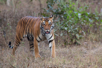 Картинка животные тигры тигр окрас шерсть хищник зверь животное