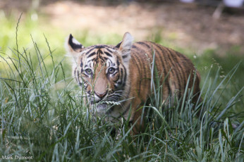 Картинка животные тигры животное зверь шерсть хищник тигр окрас