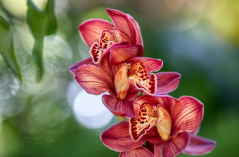 Картинка цветы орхидеи цвет лепестки цветение орхидея