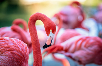Картинка животные фламинго перья окрас птица клюв