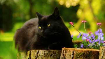 Картинка животные коты боке дерево зелень красавчик портрет лежит поза незабудки кошка чудесно фон природа пенёк черный розовые лето цветы взгляд сад клумба кот