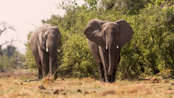 обоя животные, слоны, большой, красивый, хобот, слон