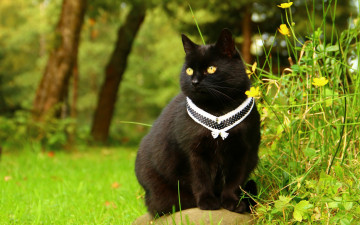 Картинка животные коты кошка фон ошейник сад черный взгляд цветы кот природа зелень украшение желтоглазый сидит трава