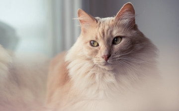 Картинка животные коты женственная персиковая пушистая глаза кот портрет взгляд кошка мягкая нежная фон рыжая