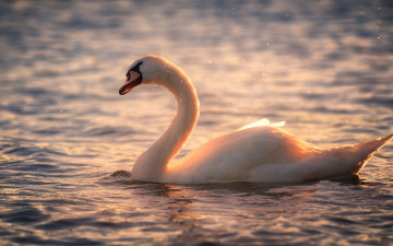 Картинка животные лебеди птица поза рассвет брызги водоем соло лебедь вода утро свет нежно освещение