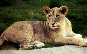 Картинка животные львы красавчик лев лето кошки львенок дикие морда трава отдых взгляд лежит поза