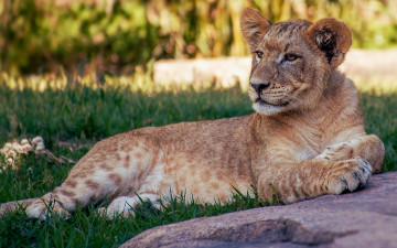 Картинка животные львы поза лежит отдых дикие кошки трава львенок прайд камень лев