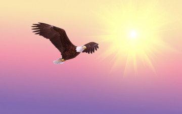 Картинка животные птицы+-+хищники орел полет