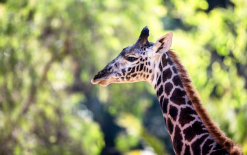 Картинка животные жирафы большой жираф окрас шея