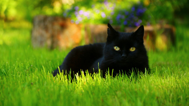 Обои картинки фото животные, коты, лежит, кошка, клумба, фон, лето, глаза, трава, черный, кот, цветы, взгляд, газон, морда, поляна, зелень, лужайка, красавчик, портрет