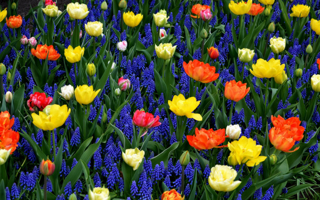 Обои картинки фото цветы, разные вместе, цветок, желтый, синий