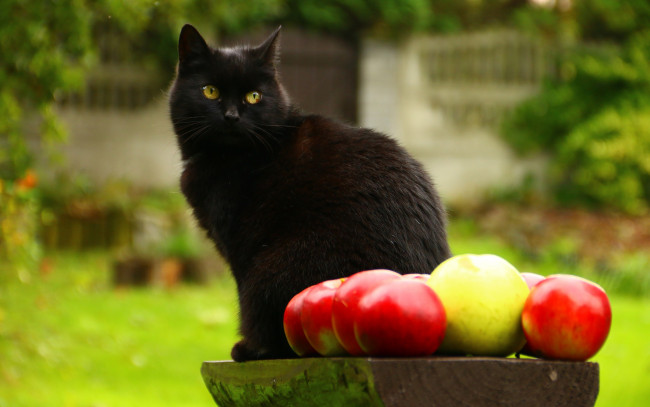 Обои картинки фото животные, коты, кошка, охранник, сидит, яблоки, кот, брусок, сад, красавец, деревяшка, зелень, фрукты, лето, поза, взгляд