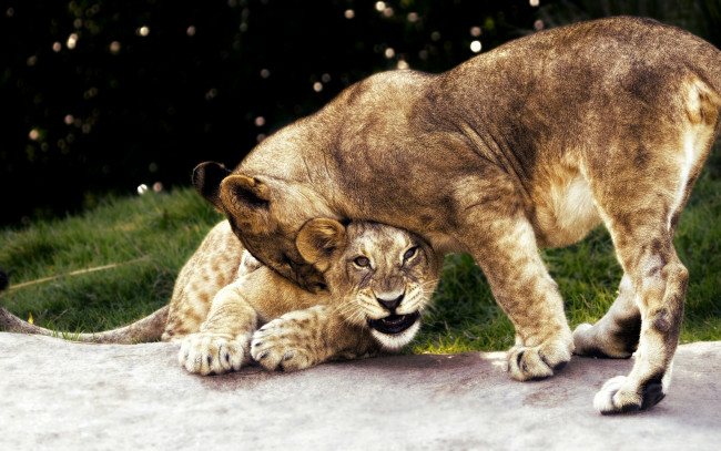 Обои картинки фото животные, львы, кошки, боке, пара, львята, трава, взаимоотношения, зоопарк, дикие, забава, лев, фон, природа, задира, агрессия, игра