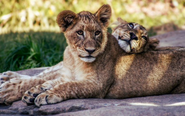Обои картинки фото животные, львы, кошки, лето, расслабляются, лев, львята, природа, дикие, нега, прайд, пара