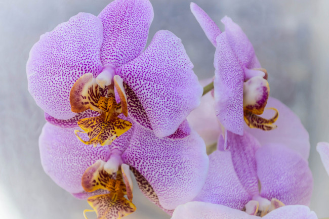 Обои картинки фото цветы, орхидеи, лепестки, цветение, орхидея, бутоны