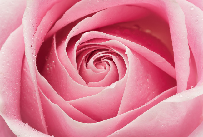 Обои картинки фото цветы, розы, розовый, лепестки, роза