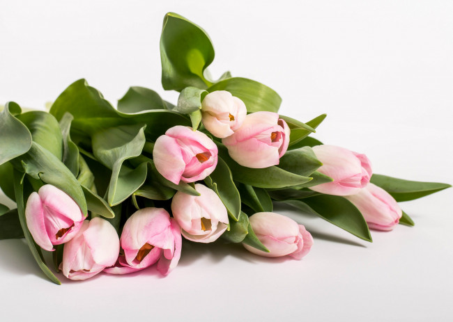 Обои картинки фото цветы, тюльпаны, листья, лепестки, цветение