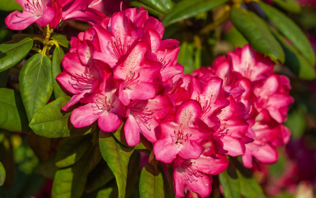 Обои картинки фото цветы, рододендроны , азалии, розовый, рододендрон