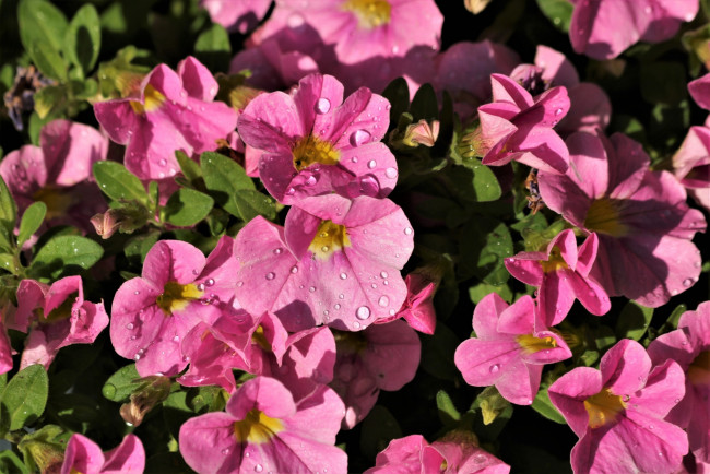 Обои картинки фото цветы, петунии,  калибрахоа, розовые