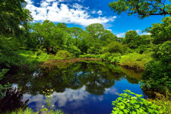 Картинка природа реки озера пруд лето деревья