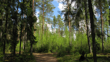 Картинка лес природа дороги дорога весна карелия деревья