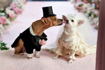 Картинка кино+фильмы beverly+hills+chihuahua+2 собаки костюмы свадьба