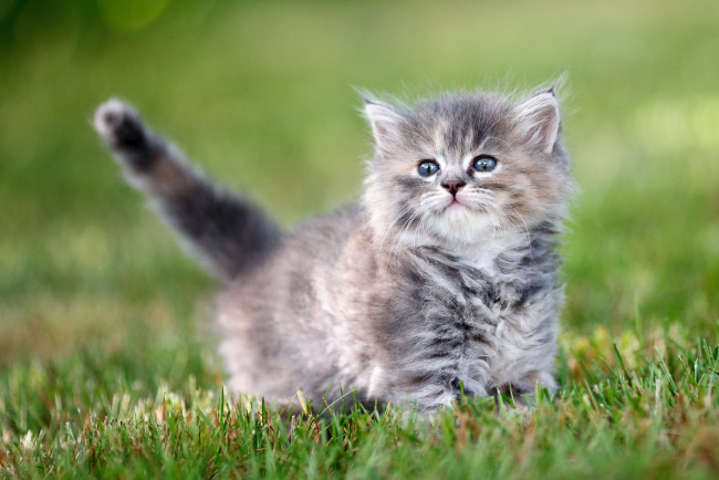 Обои картинки фото животные, коты, трава, серый, малыш, мордочка, котёнок, хвостик, боке