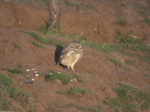 Картинка burrowing owl santa cruz california животные совы