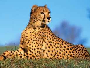 Картинка fast predator cheetah животные гепарды