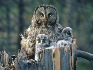 обоя great, gray, owl, with, owlets, idaho, животные, совы