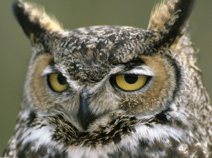 Картинка great horned owl denali national park alaska животные совы