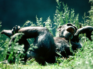 Картинка head over heels chimpanzee животные обезьяны